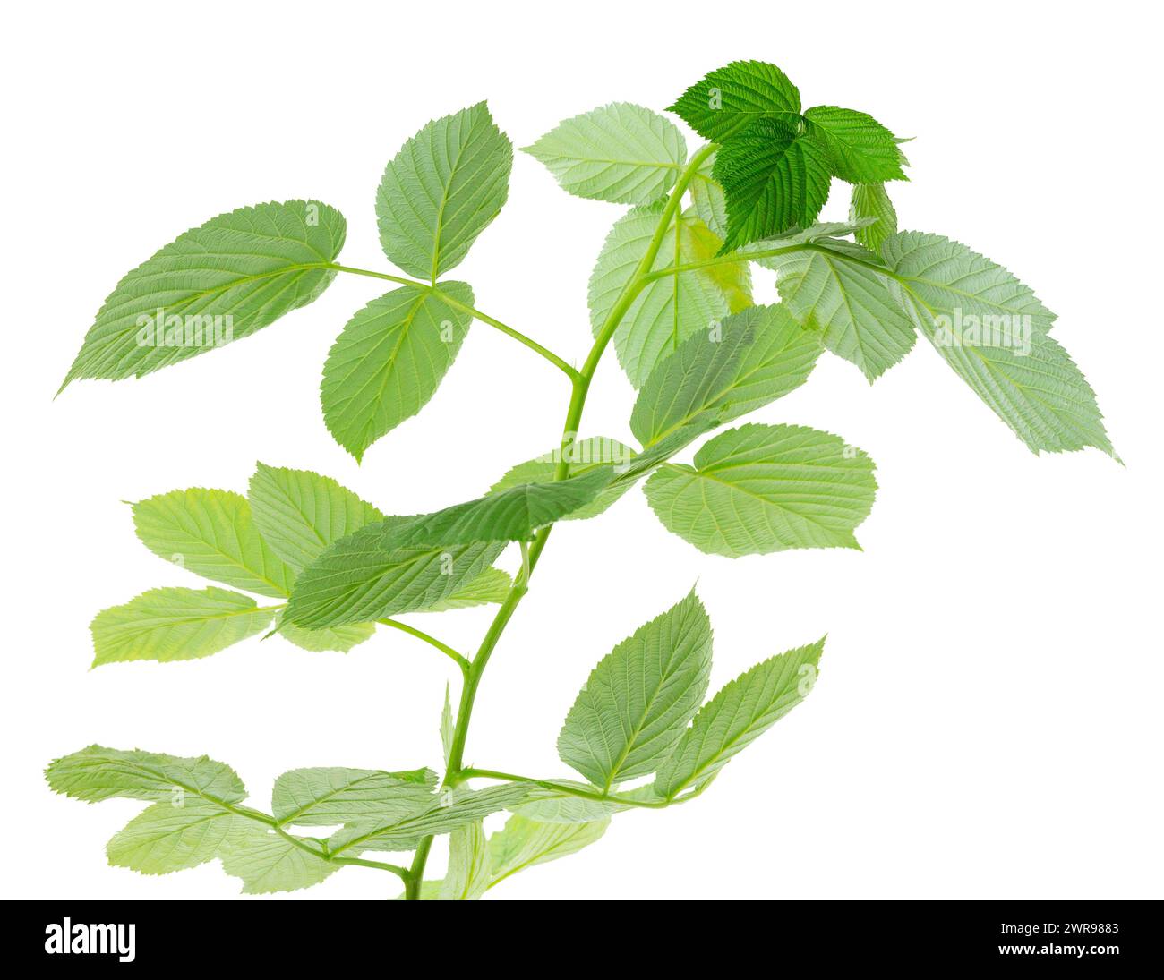 ramoscello di lampone che scatta rami con foglie verdi in via di sviluppo isolate su sfondo bianco. Gambo di lampone con foglie verdi fresche. Prodotto naturale. M Foto Stock