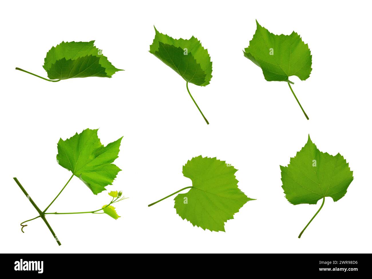 Set : foglie d'uva. Ramo della vite. Foglie di vite fresche verdi isolate. Pianta dell'uva. per la progettazione. Ciuffo di vite. Oggetto natura Foto Stock