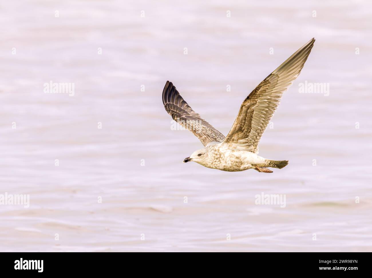 Lungo il surf del Mare del Nord a IJmuiderslag su uno sfondo sfocato di onde ondulate, vicino a un gabbiano di aringa volante, larus argentatus Foto Stock