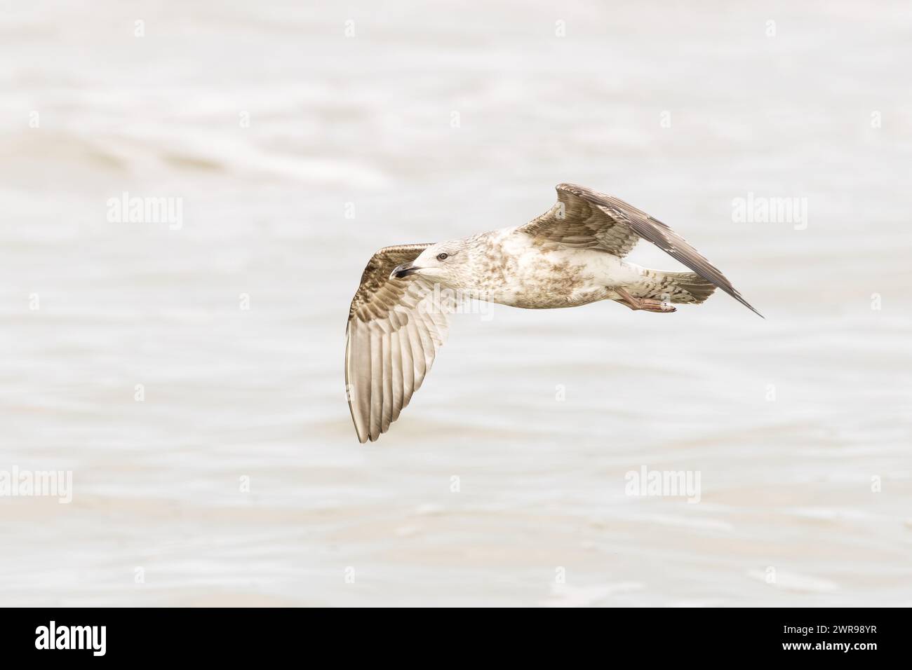 Lungo il surf del Mare del Nord a IJmuiderslag su uno sfondo sfocato di onde ondulate, vicino a un gabbiano di aringa volante, larus argentatus Foto Stock