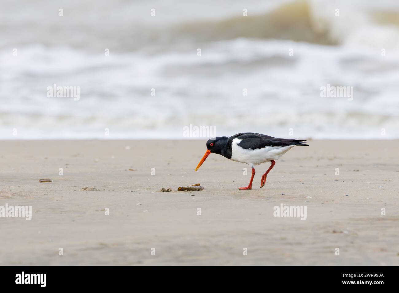 Primo piano di un Oystercatcher, Haematopus ostralegus, che si forgia sulla spiaggia del Mare del Nord di IJmuiderslag su un Razor comune, Ensis magnus, contro una sfocatura Foto Stock