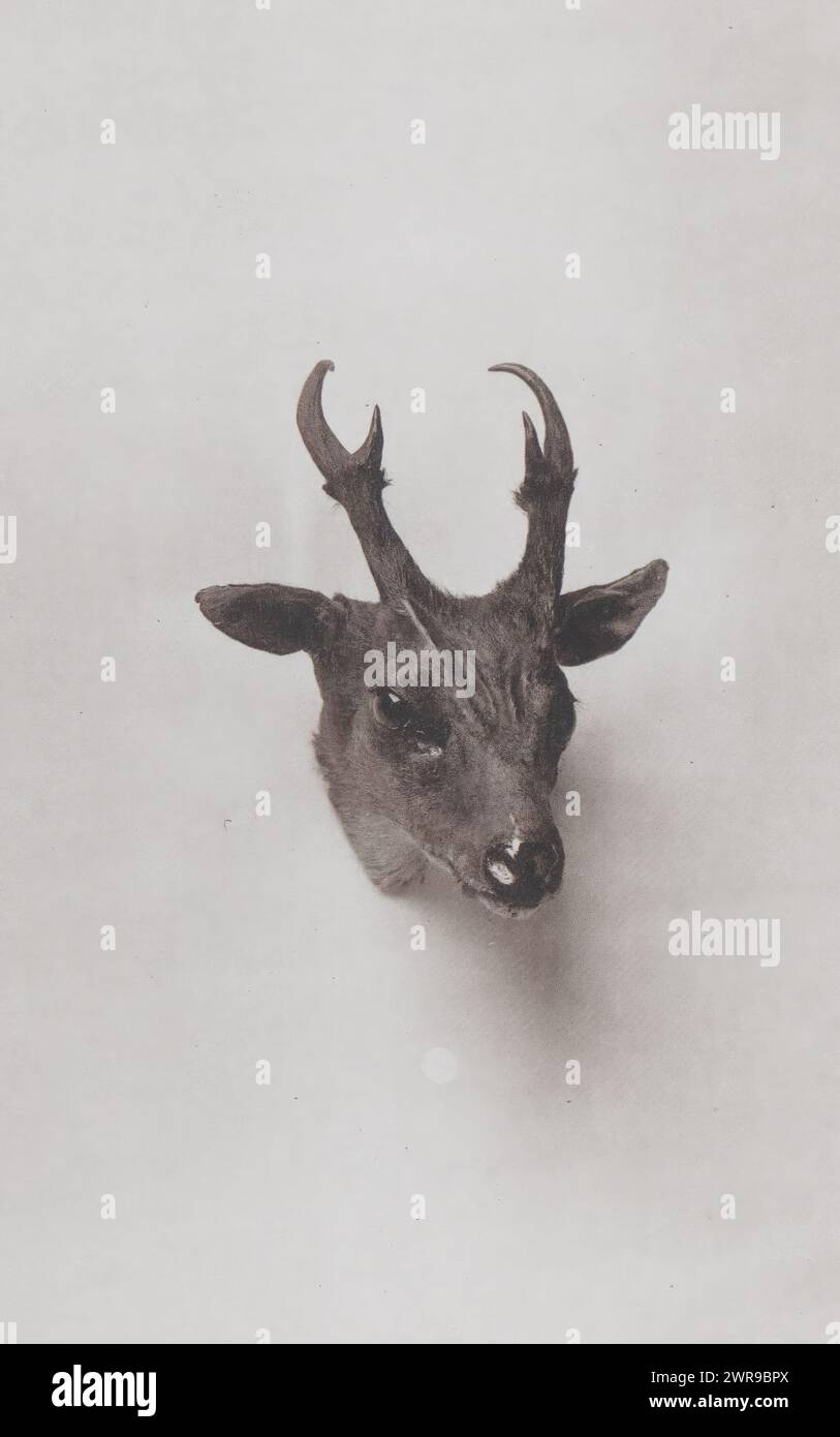 Il cervo che abbaia, creatore: Anonimo, c. 1865 - in o prima del 1876, carta, collotipo, altezza 140 mm x larghezza 93 mm, stampa fotomeccanica Foto Stock