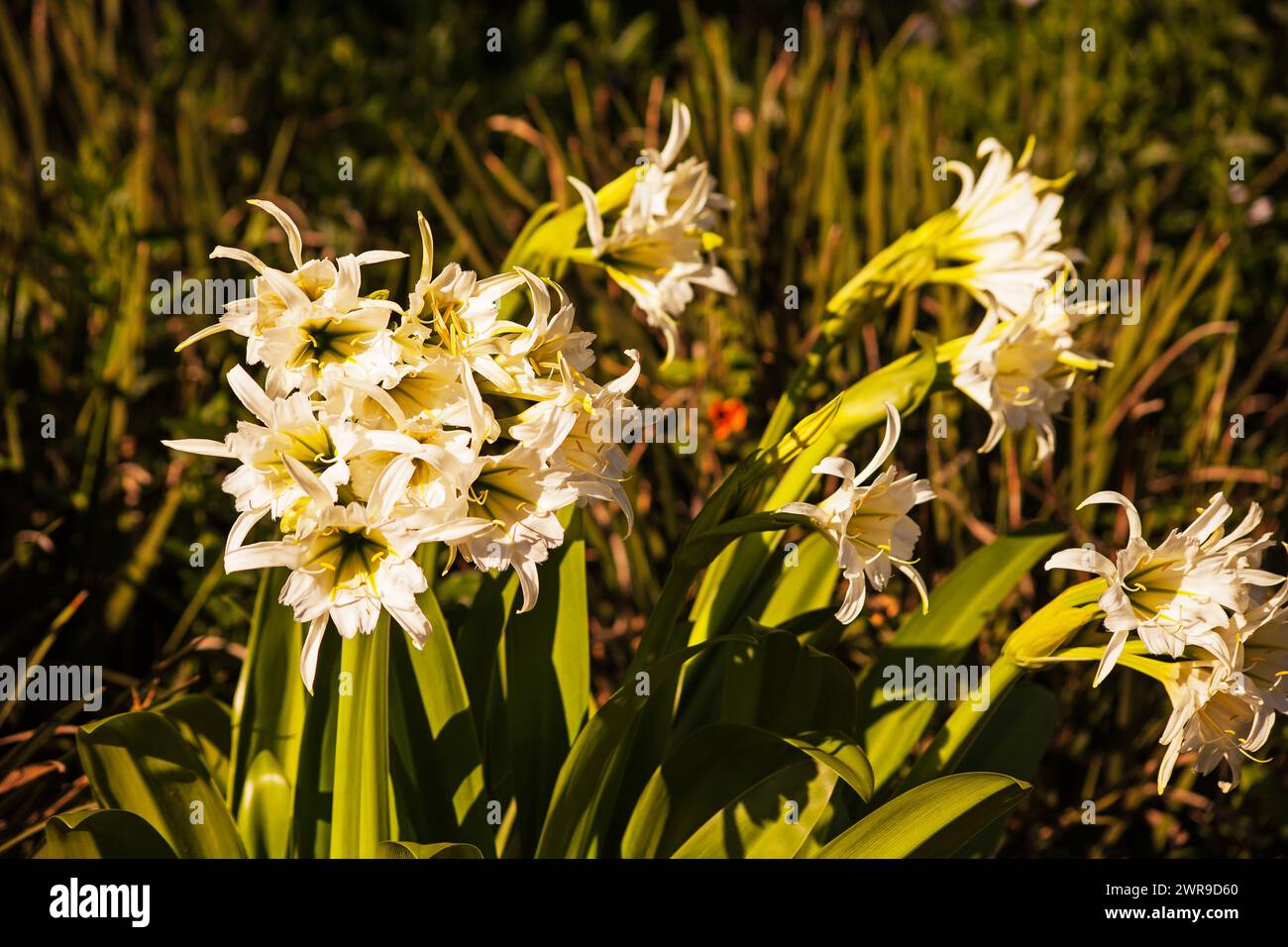 White Spider Lilly Hymenocallis 16088 Foto Stock
