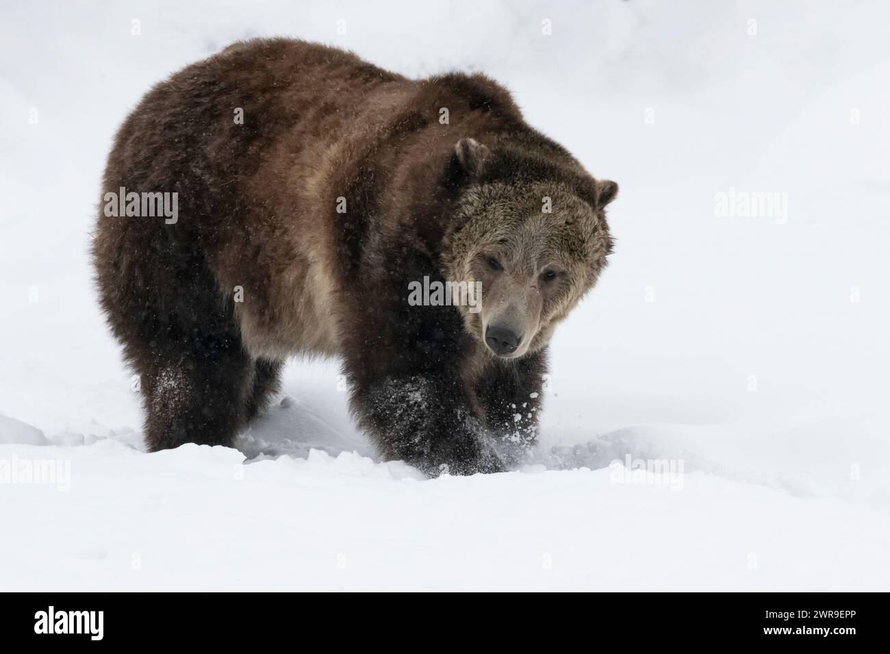 Nord America; Stati Uniti; Montana; fauna selvatica; orsi; orso grizzly; arctos di Ursus; inverno; neve Foto Stock