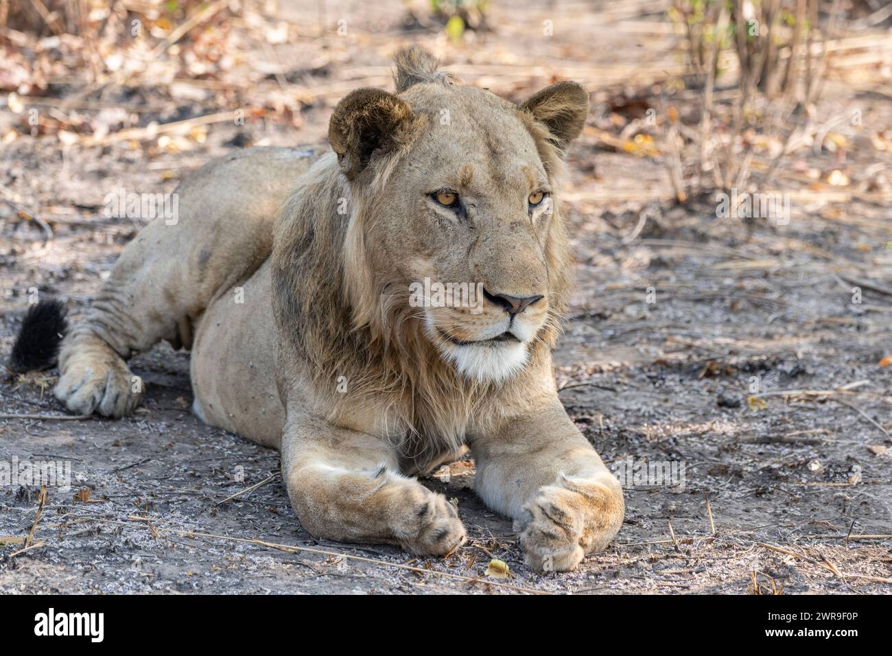 Giovane leone maschio ((Panthera leo) che riposa all'ombra nel Parco Nazionale di Kafue nello Zambia occidentale, Africa meridionale Foto Stock