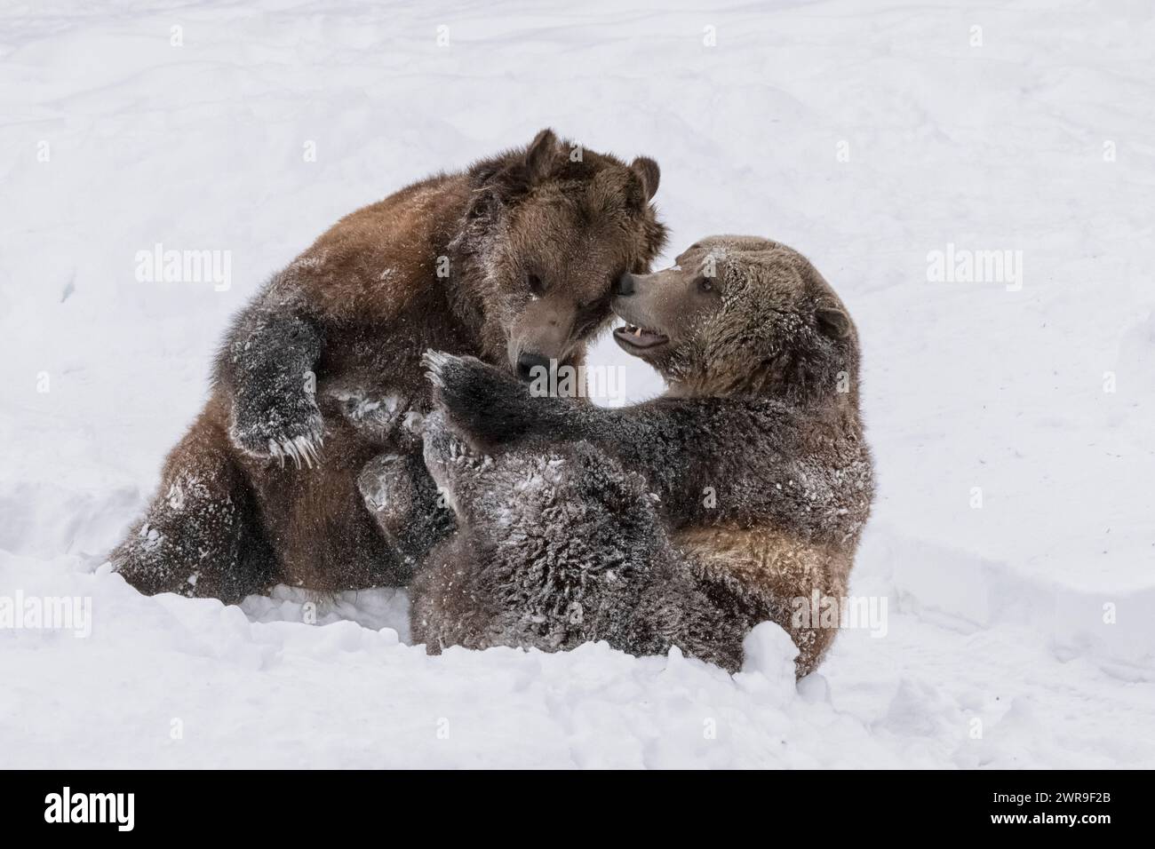 Nord America; Stati Uniti; Montana; fauna selvatica; orsi; orso grizzly; arctos di Ursus; inverno; neve Foto Stock