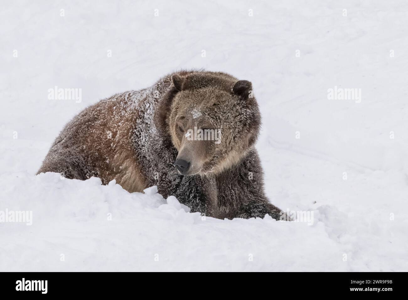 Nord America; Stati Uniti; Montana; fauna selvatica; orsi; orso grizzly; arctos di Ursus; inverno; neve Foto Stock