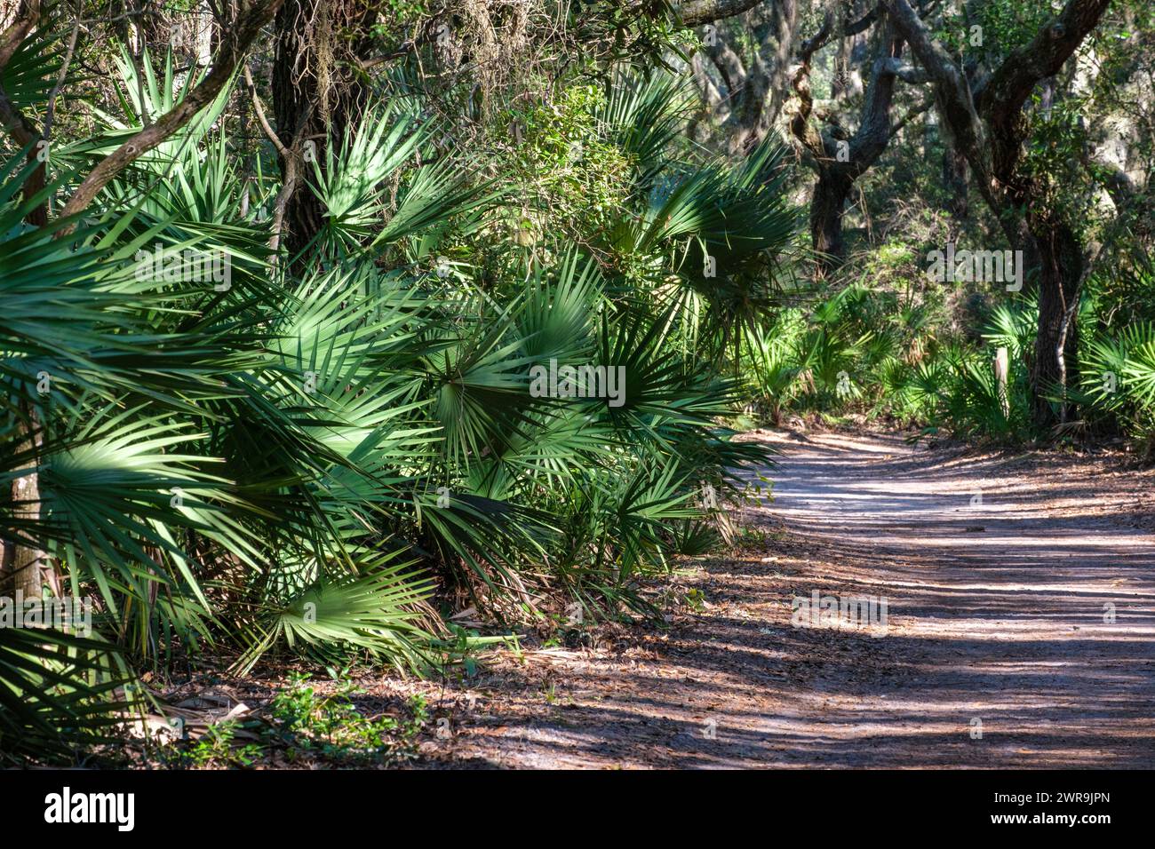 Foresta marittima sulla Cumberland Island National Seashore, St Marys, Georgia Foto Stock