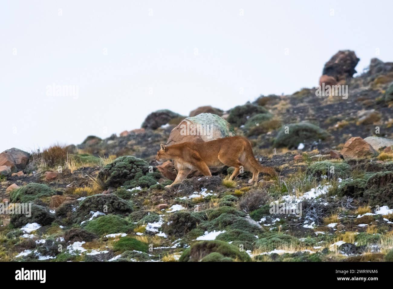 Puma camminando in ambiente montano, Parco Nazionale Torres del Paine, Patagonia, Cile. Foto Stock