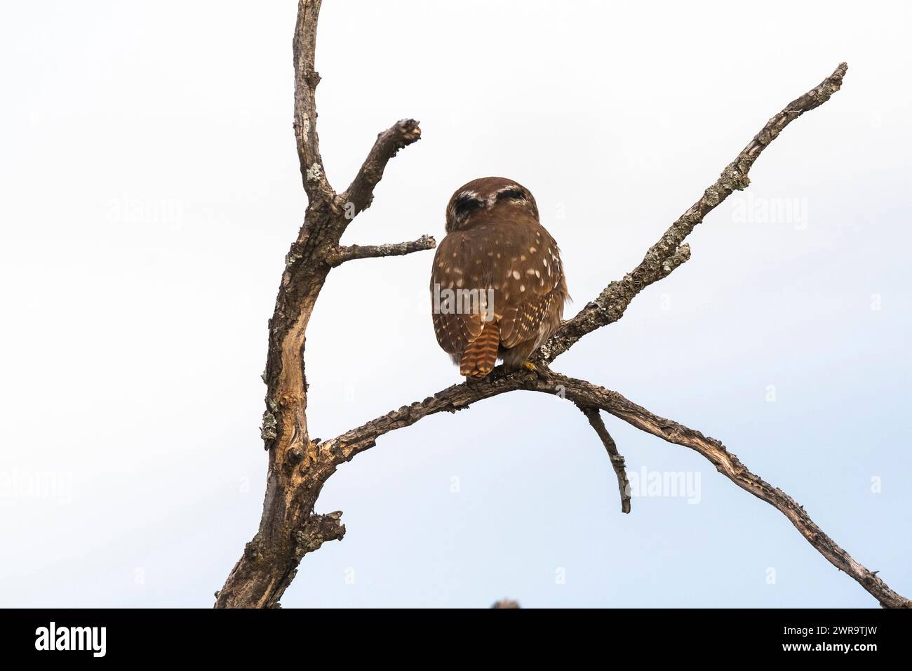 Gufo pigmeo ferruginoso, Glaucidium brasilianum, foresta di Calden, provincia di la Pampa, Patagonia, Argentina. Foto Stock