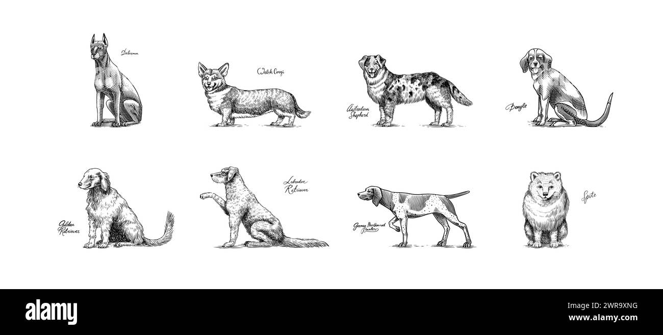 Cani in questo disegno. Diverse razze di animali domestici. Collezione di design dei personaggi dei cuccioli. Schizzo monocromatico disegnato a mano inciso. Linea vintage Illustrazione Vettoriale