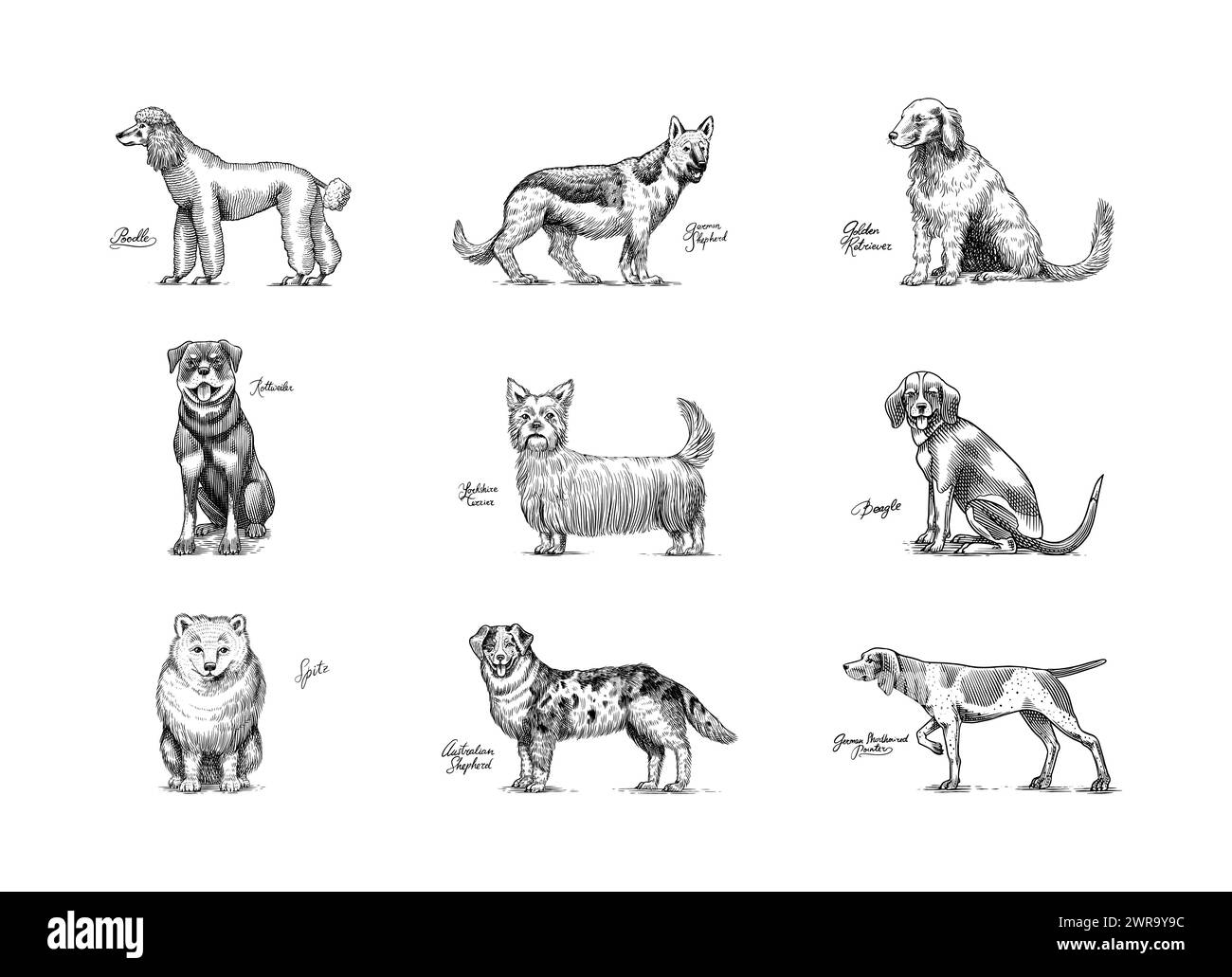 Cani in questo disegno. Diverse razze di animali domestici. Collezione di design dei personaggi dei cuccioli. Schizzo monocromatico disegnato a mano inciso. Linea vintage Illustrazione Vettoriale