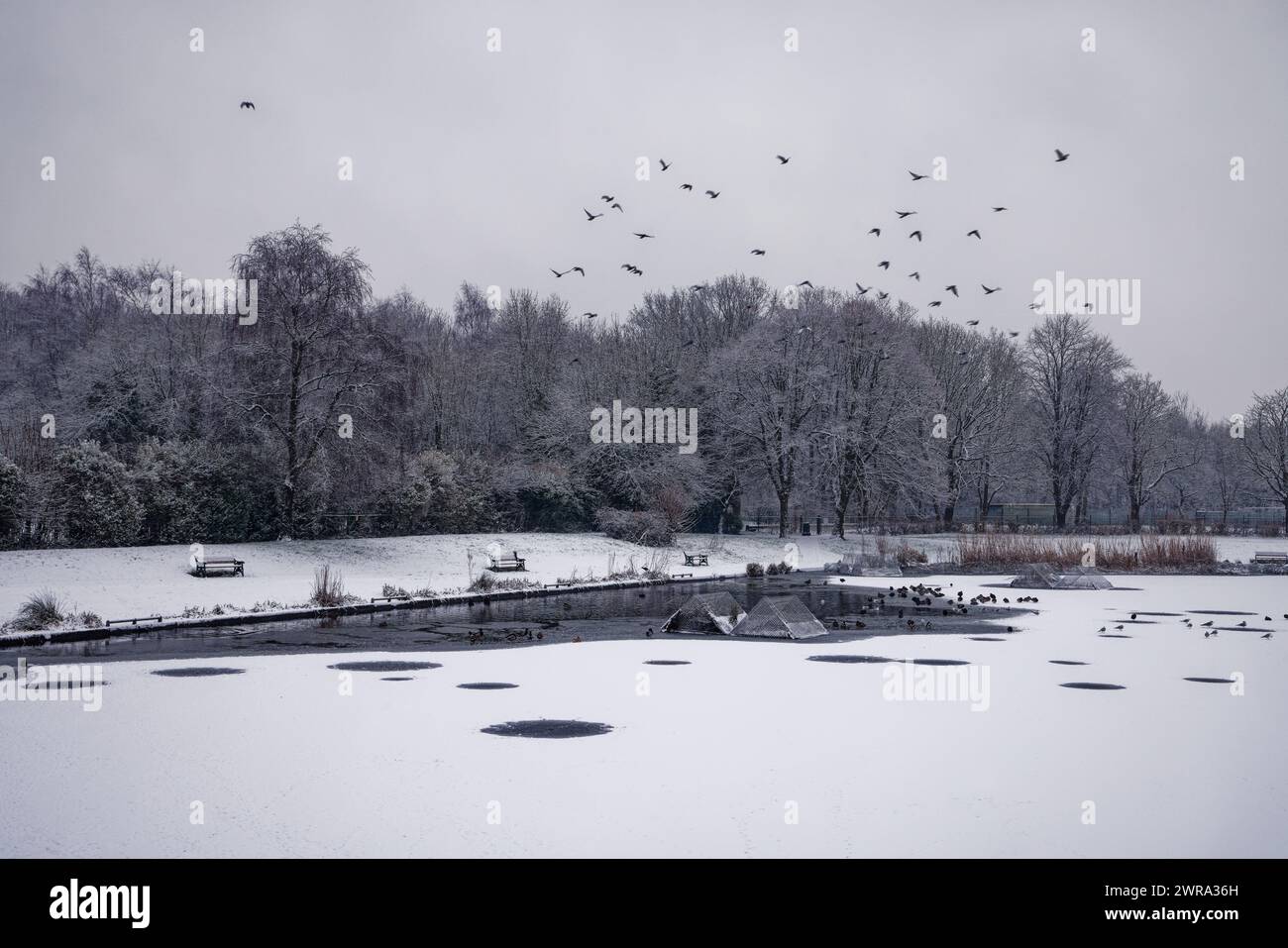 Gli uccelli volano sulle acque ghiacciate di un lago del parco con altri uccelli sul ghiaccio e sugli alberi invernali a Clarence Park Lido, Bury, Greater Manchester. Foto Stock