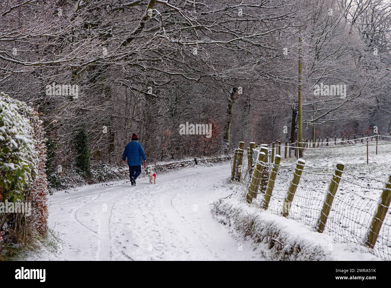 Un uomo che cammina un cane lungo un vicolo innevato accanto a un bosco a Chesham Woods, Bury, Greater Manchester. Foto Stock