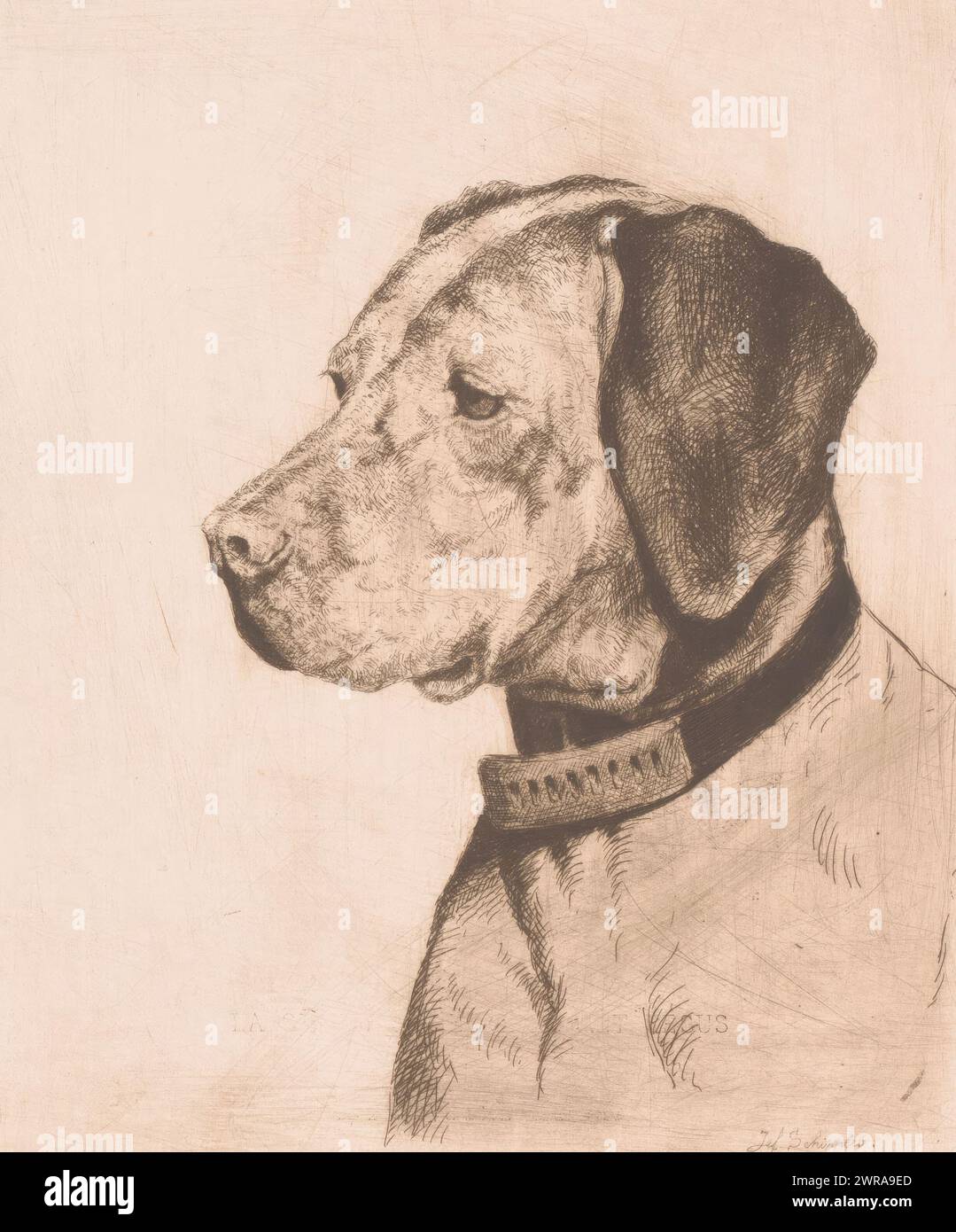 Capo di un cane con colletto, stampatore: Joseph Schippers, 1894, carta, incisione, altezza 167 mm x larghezza 139 mm, stampa Foto Stock