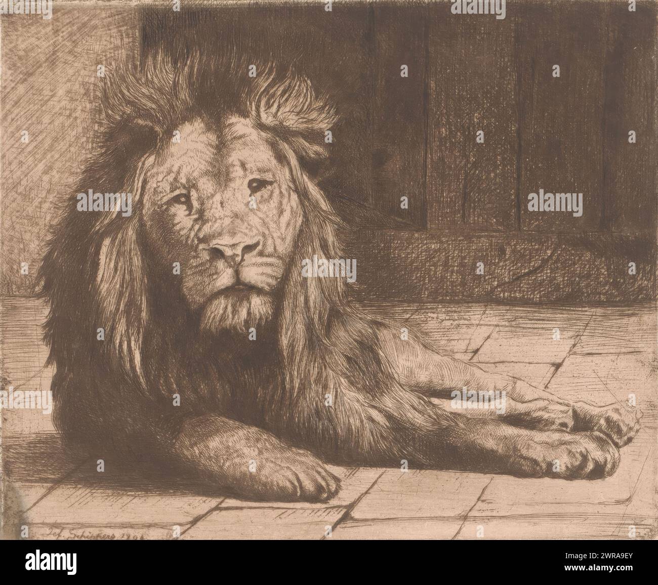 Leone sdraiato, tipografo: Joseph Schippers, 1894 anni, carta, incisione, retroussage, altezza 148 mm x larghezza 177 mm, stampa Foto Stock