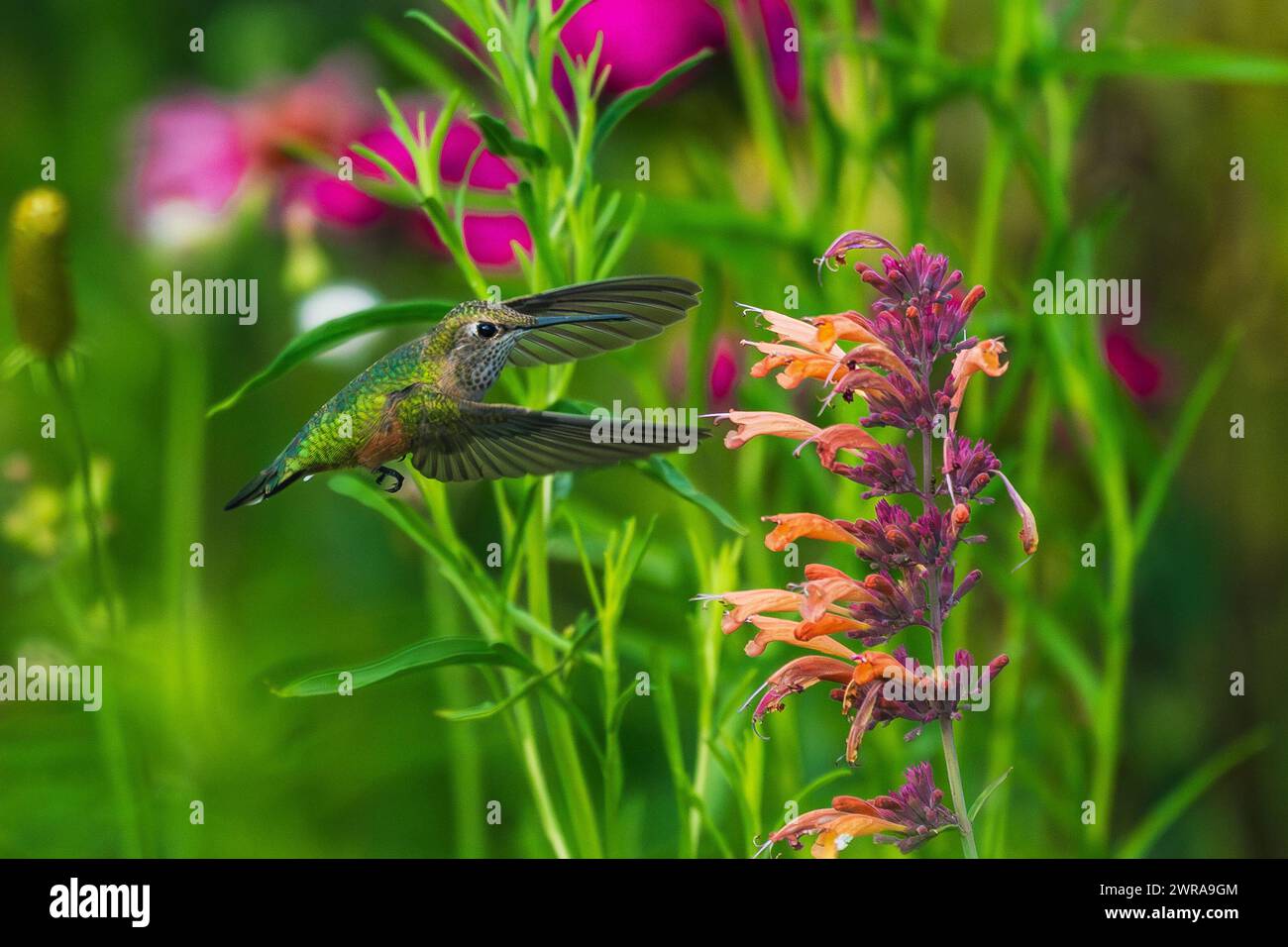 Una femmina di colibrì dalla coda larga che sta per abbracciare una zecca di colibrì o una pianta di Agastache con gemme in fiore in un giardino colorato. Foto Stock