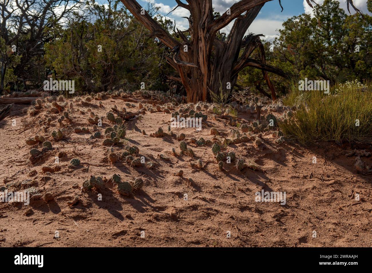 Una pittoresca zona di cactus Prickly Pear nel Canyonlands National Park, Utah Foto Stock