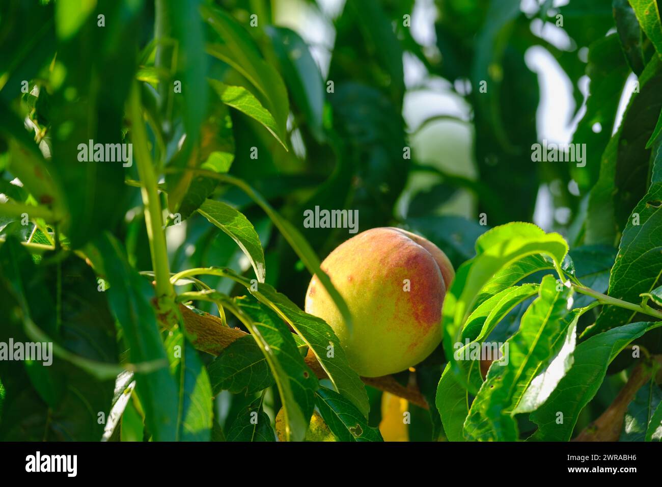 Frutta di pesca naturale. Download dei rami di alberi di pesca Foto Stock