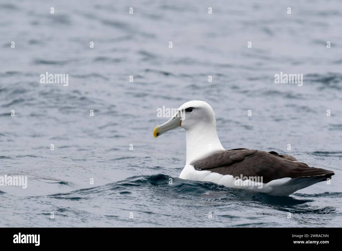 Nuova Zelanda, Isole subantartiche, Isola di Auckland, Inlet di Musgrave. Albatross timido (Thalassarche cauta, precedentemente Diomedea cauta), AKA Shy mollymawk. Foto Stock