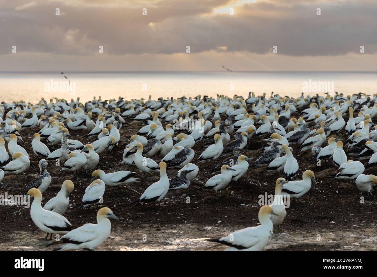 Grande colonia di gannet sulle scogliere della spiaggia, Hawke's Bay, nuova Zelanda Foto Stock