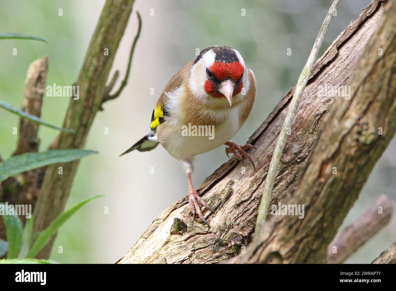 Oreficeria europea (carduelis carduelis) appollaiata su un ramo Foto Stock