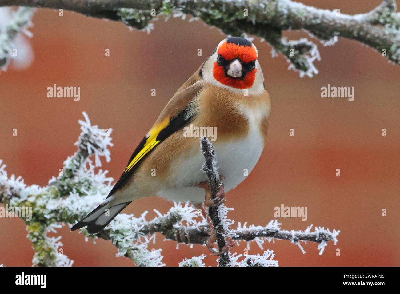 Oreficeria europea (carduelis carduelis) appollaiata su un ramo Foto Stock