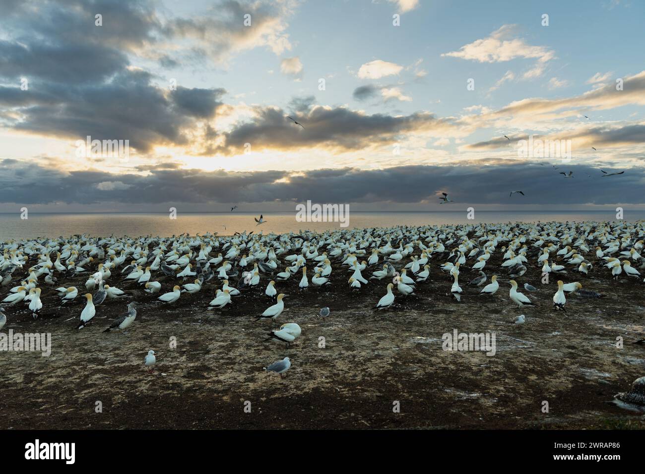 Grande colonia di gannet sulle scogliere della spiaggia, Hawke's Bay, nuova Zelanda Foto Stock
