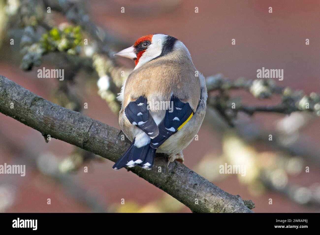 Oreficeria europea (carduelis carduelis) appollaiata su un ramo Foto Stock