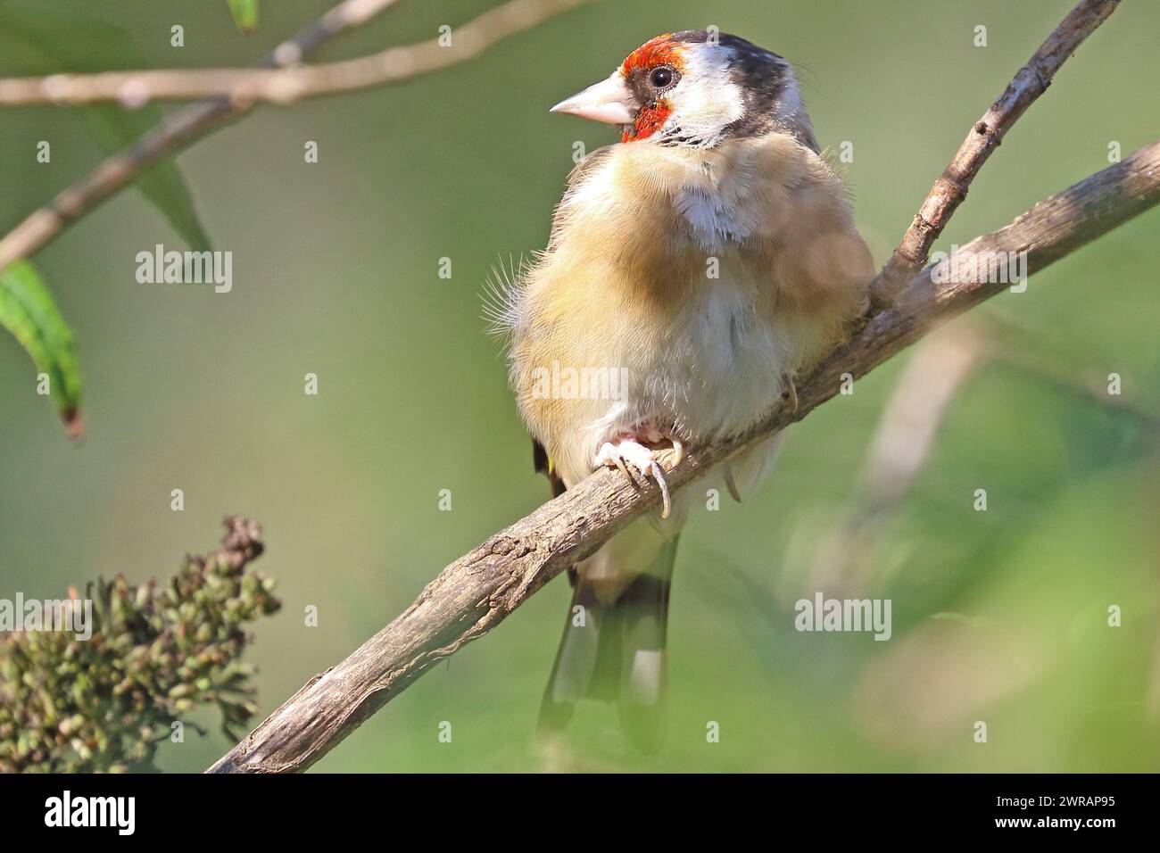 Oreficeria europea (carduelis carduelis) appollaiata su un ramo Foto Stock