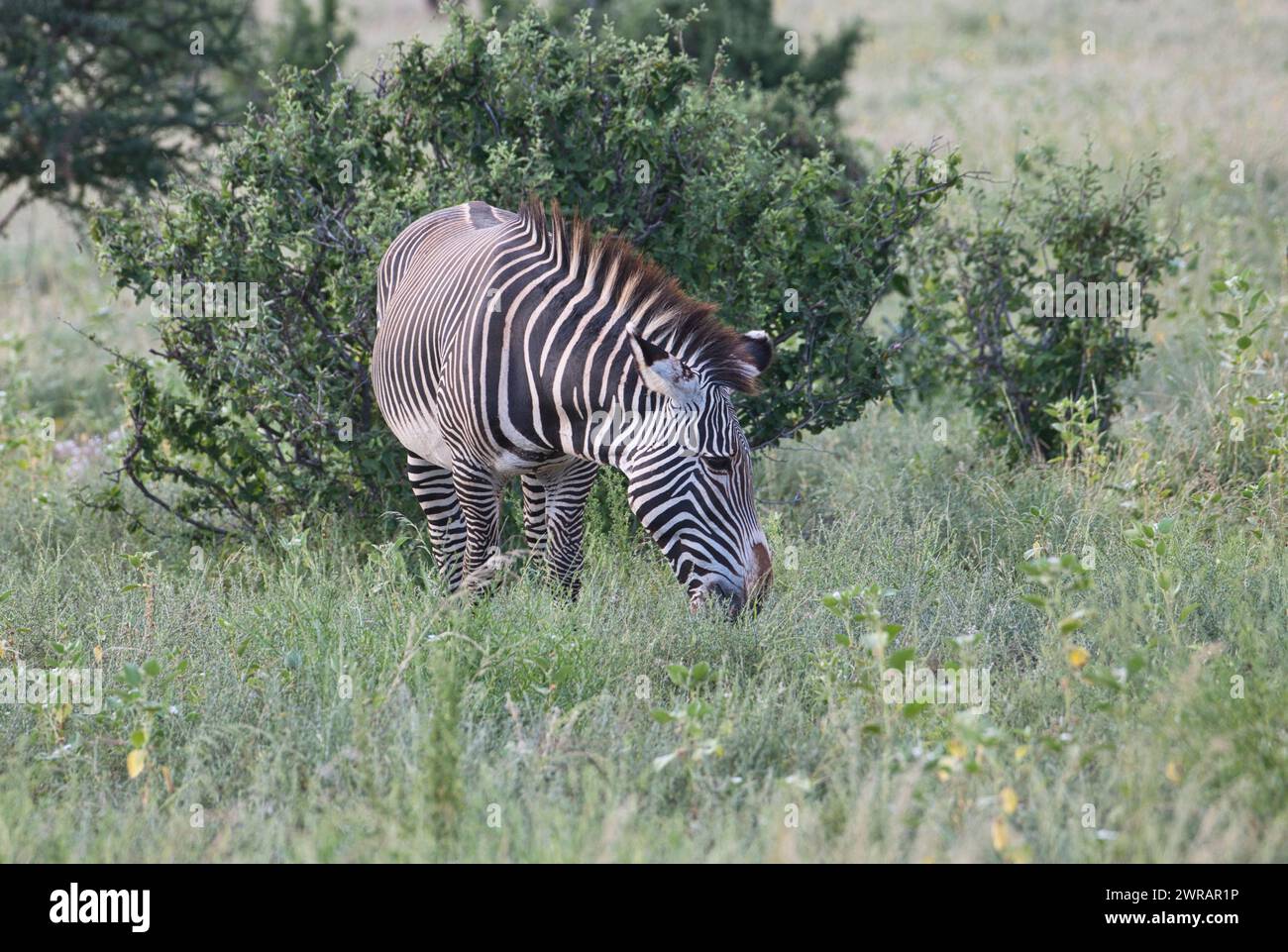 Zebra di Grevy maschile (Equus grevyi) che pascolano su una vegetazione lussureggiante a seguito di piogge non stagionali dovute ai cambiamenti climatici Foto Stock