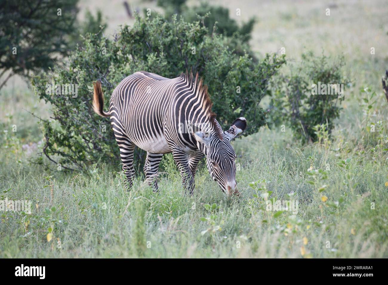 Zebra di Grevy maschile (Equus grevyi) che pascolano su una vegetazione lussureggiante a seguito di piogge non stagionali dovute ai cambiamenti climatici Foto Stock