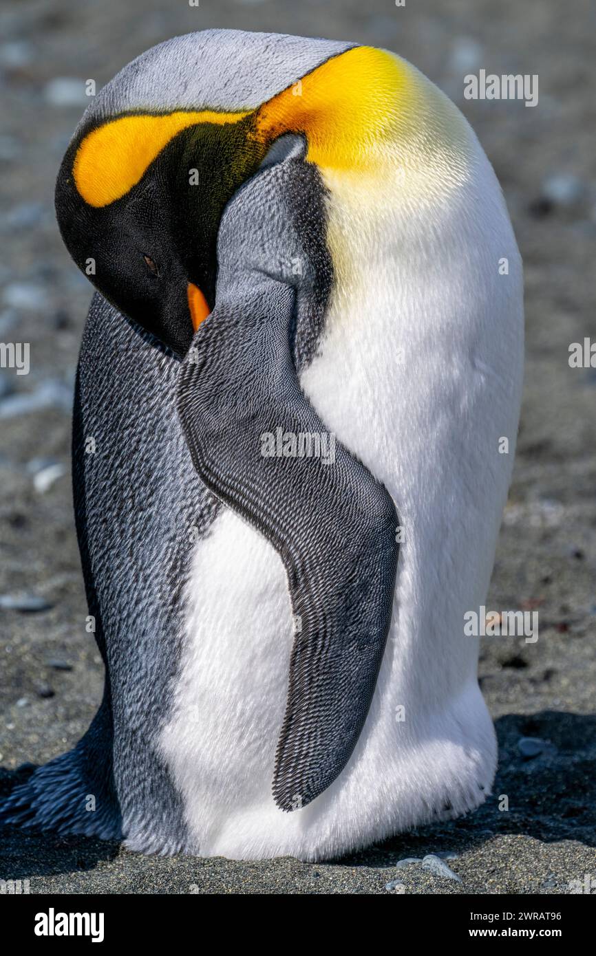Australia, Tasmania, Isola di Macquarie, Sandy Bay (UNESCO) dettaglio dell'ala e delle piume dei pinguini Re (Aptenodytes patagonica) Foto Stock