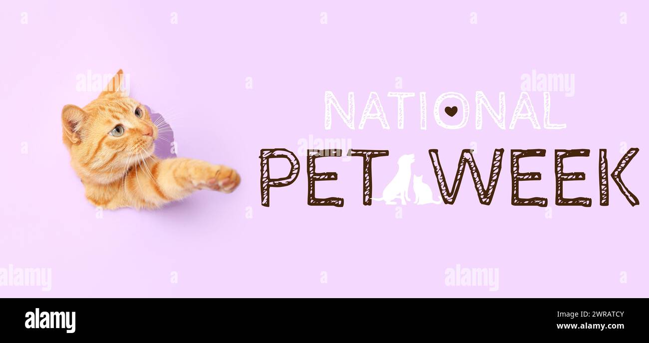 Banner per la National PET Week con simpatico gatto rosso su sfondo lilla Foto Stock