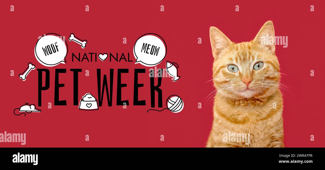 Banner per la National PET Week con simpatico gatto su sfondo rosso Foto Stock