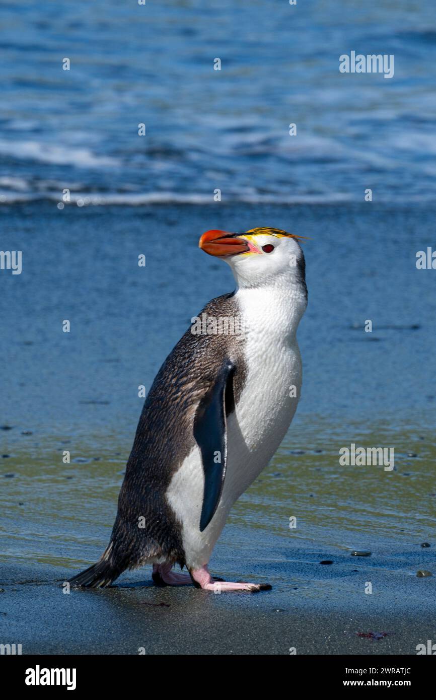 Australia, Tasmania, Macquarie Island, Sandy Bay (UNESCO) pinguini reali sulla spiaggia di sabbia nera Eudyptes schlegeli) specie endemiche. Foto Stock