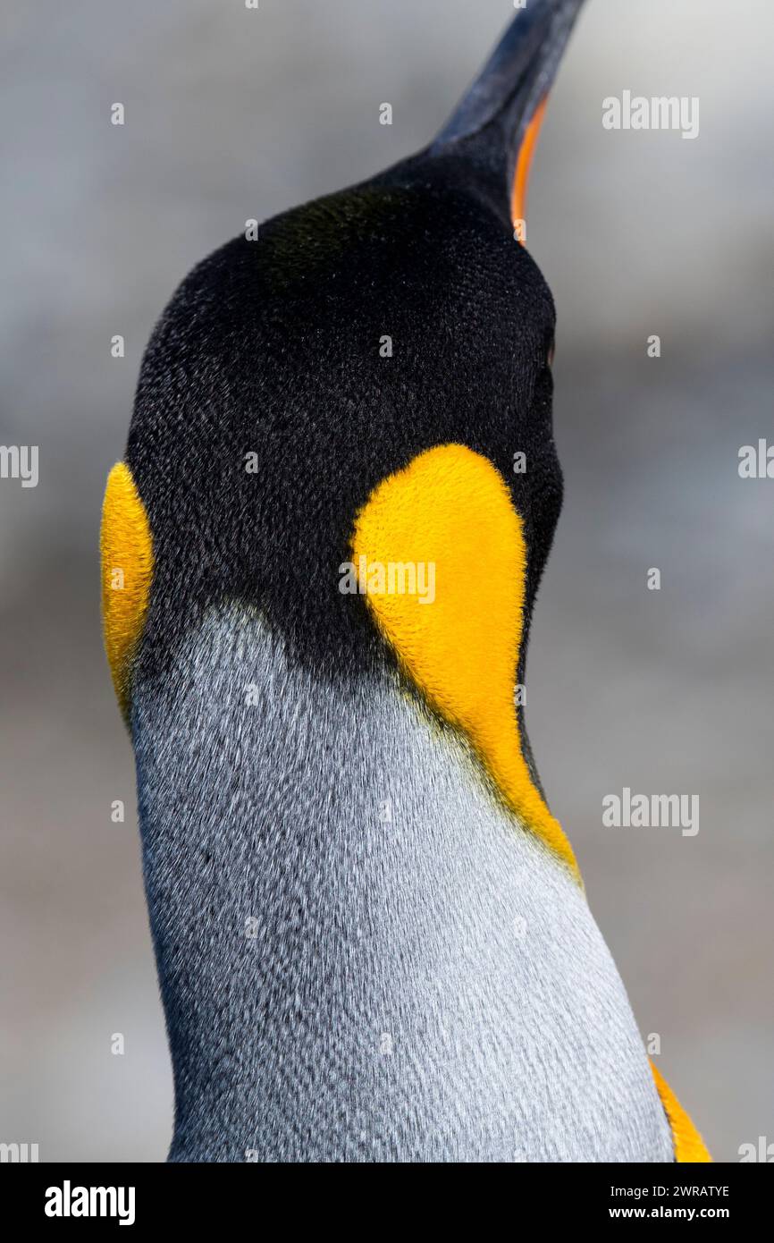 Australia, Tasmania, Isola Macquarie, Sandy Bay (UNESCO) Re della testa di pinguino e dettagli di piume. (Aptenoditi patagonici) Foto Stock