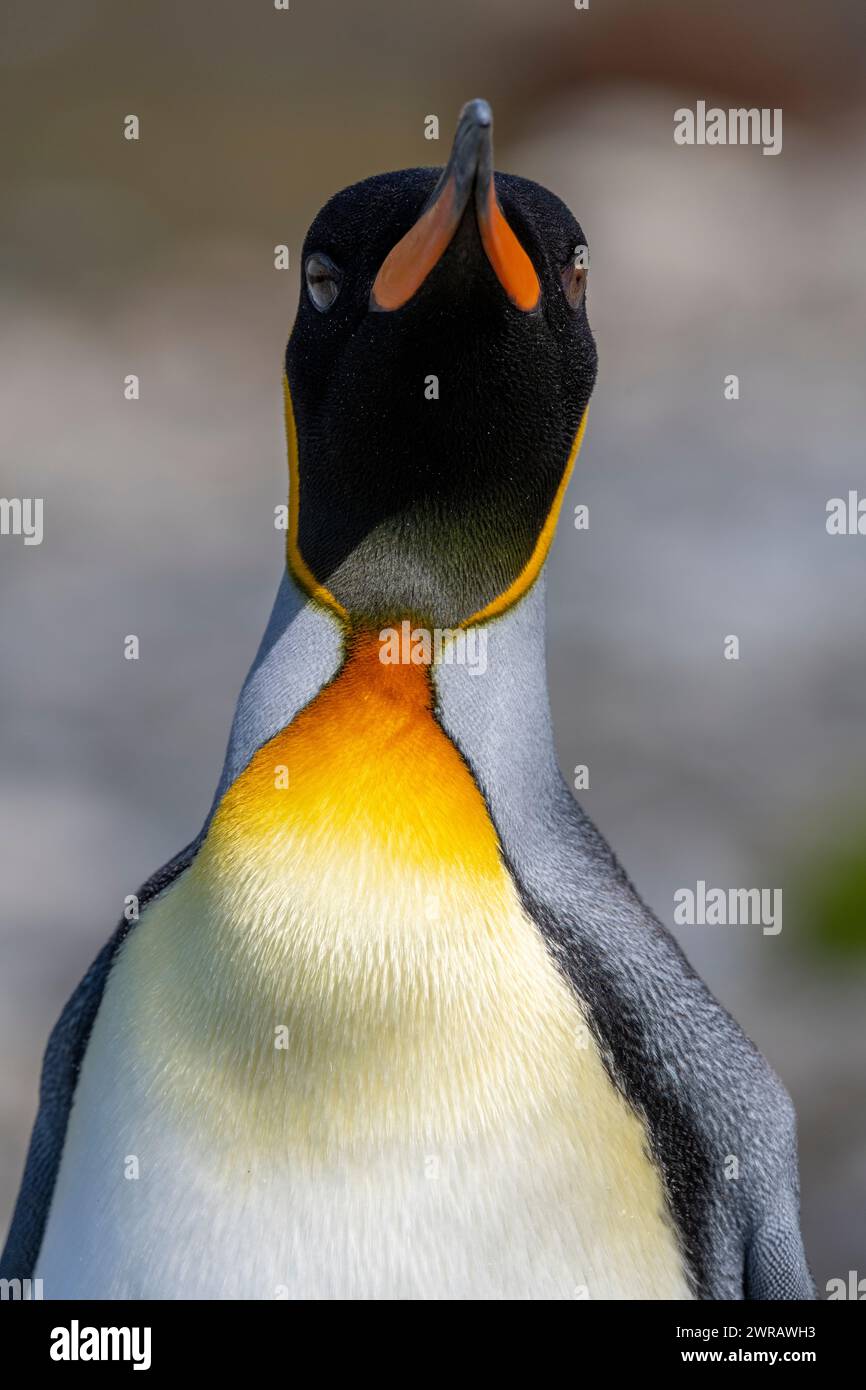Australia, Tasmania, Isola Macquarie, Sandy Bay (UNESCO) Re della testa di pinguino e dettagli di piume. (Aptenoditi patagonici) Foto Stock