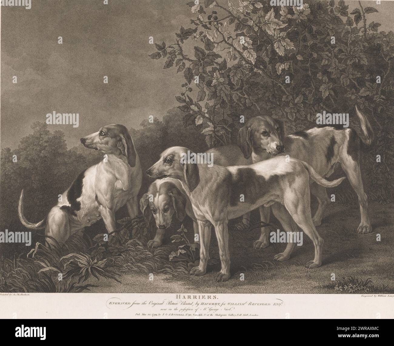 Quattro cani da caccia, Harriers (titolo su oggetto), stampatore: William Satchwell Leney, dopo la pittura di: Jacob Philipp Hackert, editore: John & Josiah Boydell, Londra, 25-Mar-1799, carta, incisione, altezza 510 mm x larghezza 633 mm, stampa Foto Stock