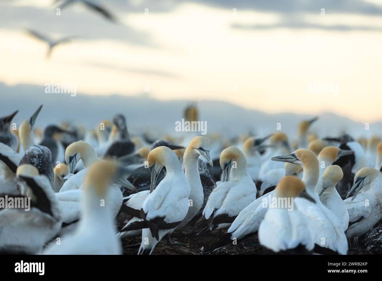 I gannetti si riuniscono su una scogliera sulla spiaggia all'alba Foto Stock