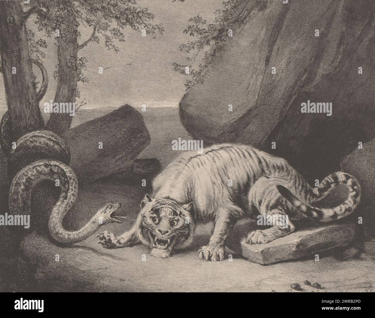 Lotta tra tigre e boa, Combat du tigre et du boa (titolo su oggetto), stampatore: Eugène Verboeckhoven, stampatore: Antoine Dewasme-Plétinckx, Bruxelles, 1831, carta, altezza 182 mm x larghezza 211 mm, stampa Foto Stock