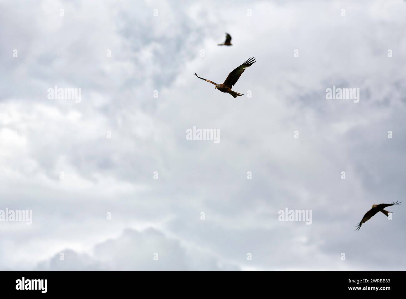 Tre aquiloni rossi (Milvus milvus) in volo alla ricerca di prede, cielo nuvoloso, Galles, Gran Bretagna Foto Stock