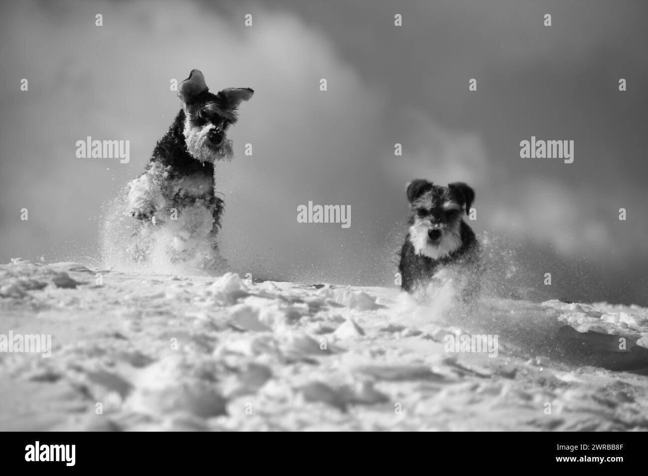 Due cani giocherellando nella neve in bianco e nero, Amazing Dogs in the Nature Foto Stock