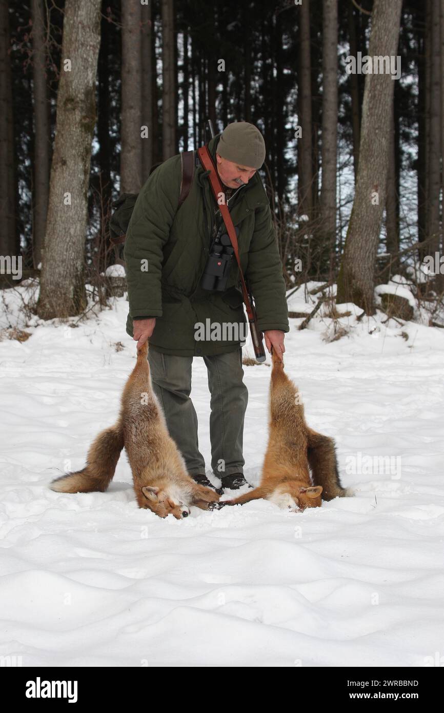 Cacciatore con volpi invernali cacciate (Vulpes vulpes) nella neve, Allgaeu, Baviera, Germania Foto Stock