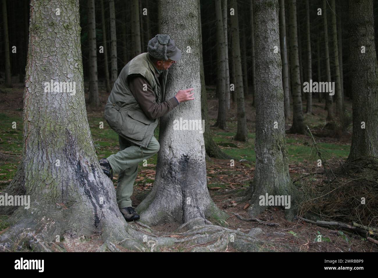 Cacciatore ad un cosiddetto albero dipinto, un albero sul quale cervo rosso (Cervus elaphus) piace sfregare la loro pelliccia, Turingia, Germania Foto Stock