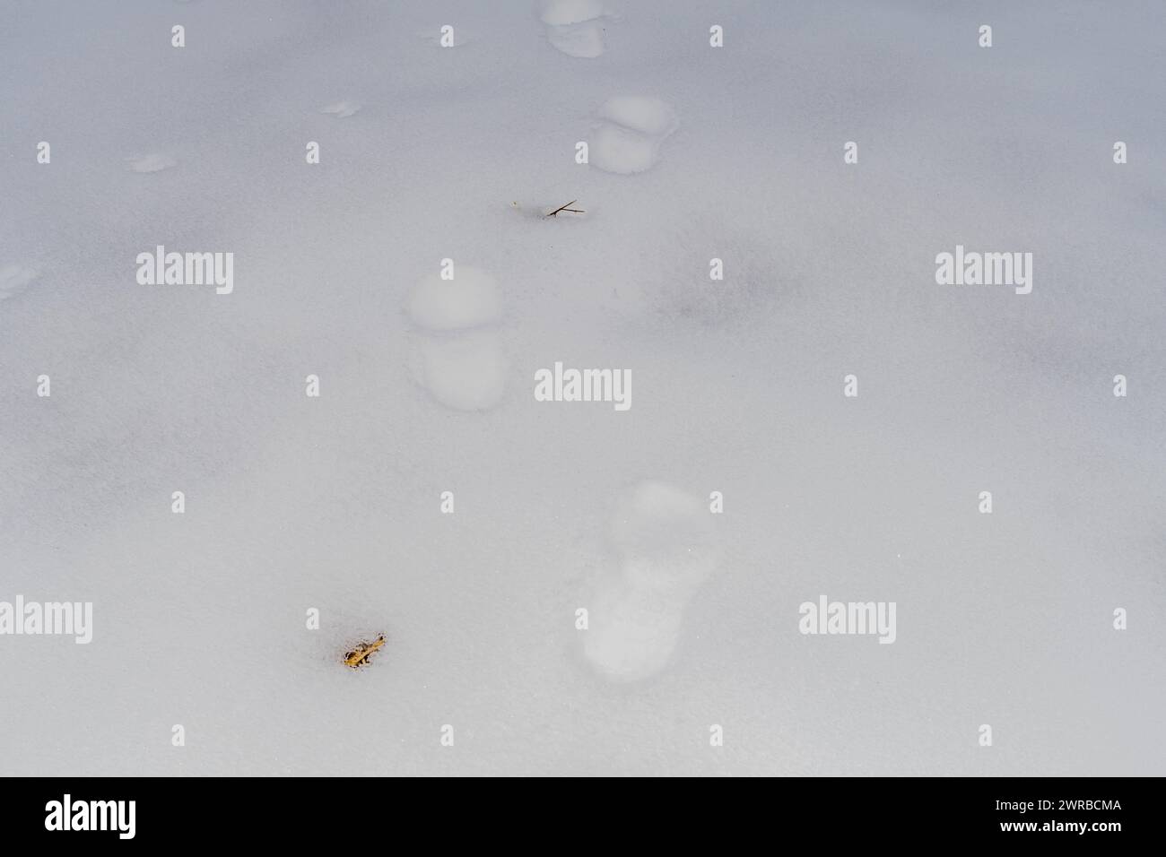 Piste di animali sparse che attraversano una coperta di neve incontaminata in una scena invernale minimalista, in Corea del Sud Foto Stock