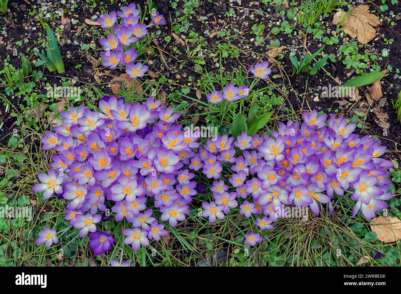 Crocus (Crocus), Allgaeu, Baviera, Germania Foto Stock