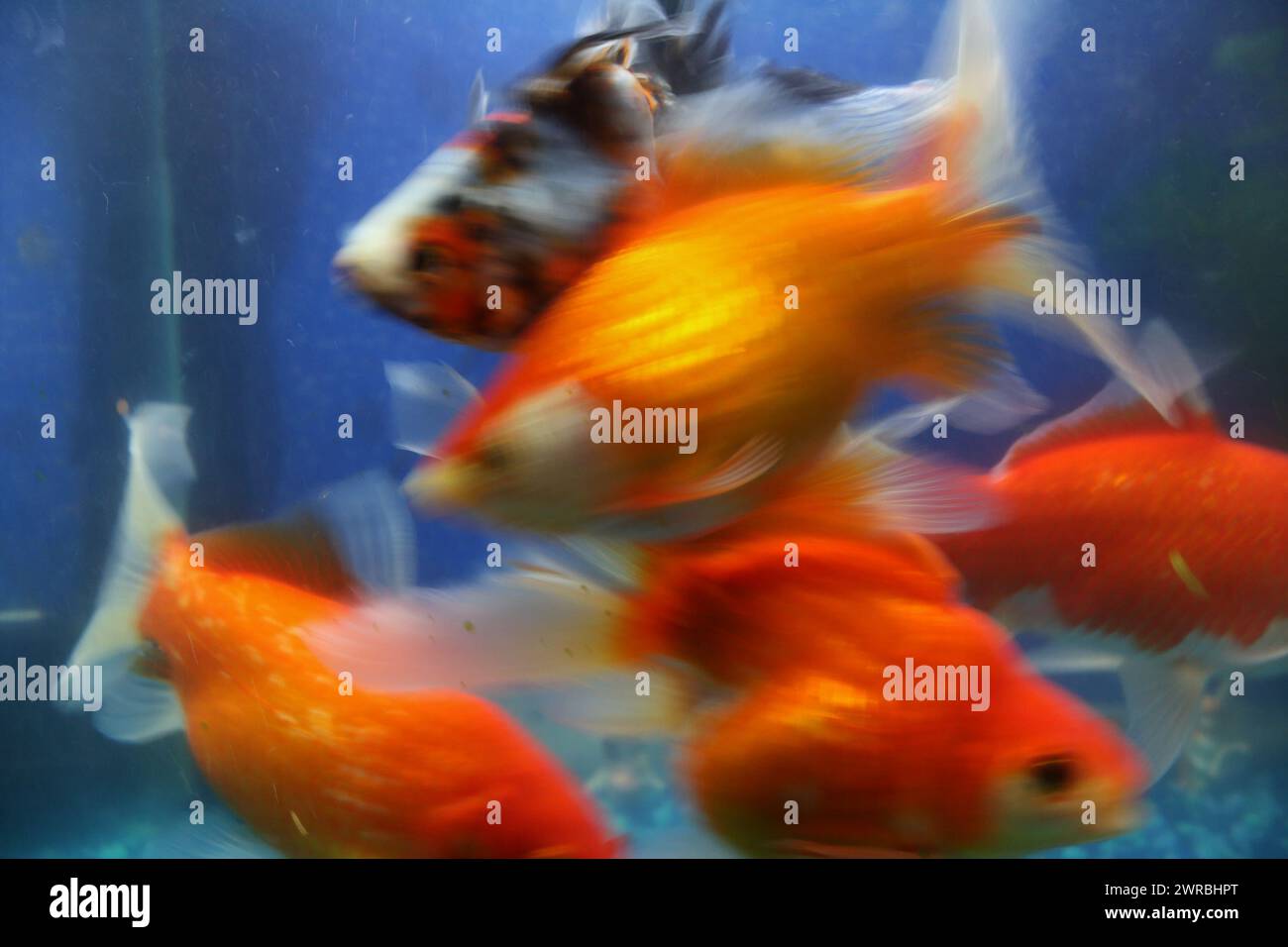 Pesci rossi in un acquario acquario che nutrono la frenesia Foto Stock
