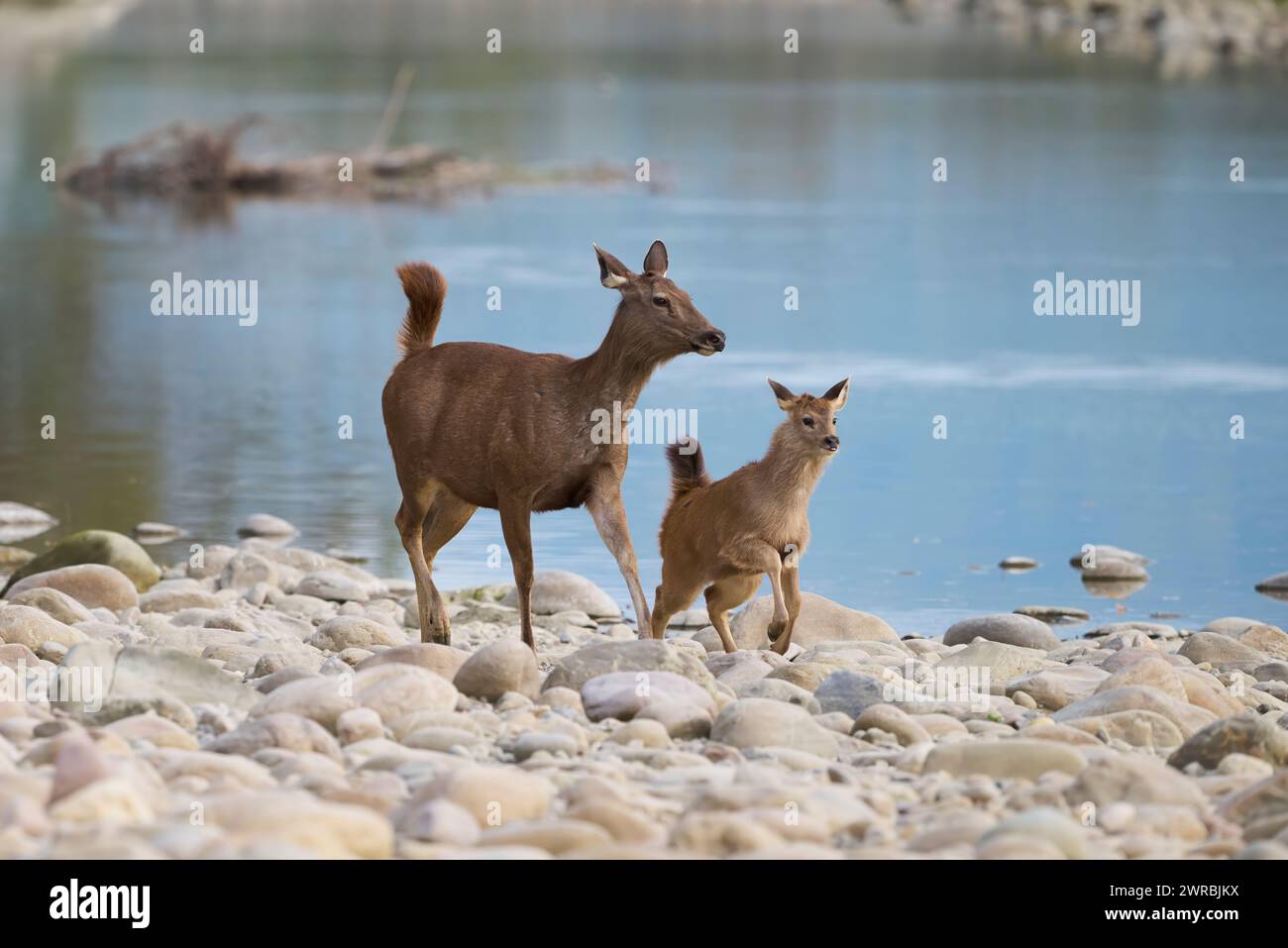 Il cervo sambar si fa e si fa beffe dall'acqua, Parco Nazionale di Corbett, India Foto Stock