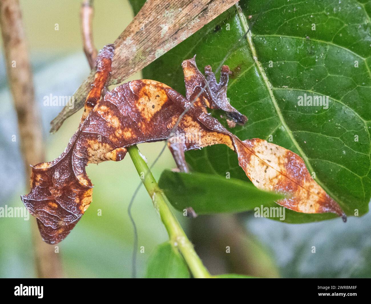 Geco satanico dalla coda di foglie, Uroplatus phantasticus, Ranomafana, Vatovavy Fitovinany, Madagascar Foto Stock